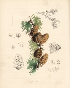 Common or European meleze - White larch tree, Larix decidua (Larix europaea) by Unbekannter Künstler