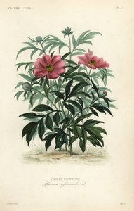 Common peony or garden peony
