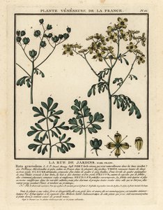 Common rue