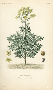 Common rue or herb of grace by Unbekannt