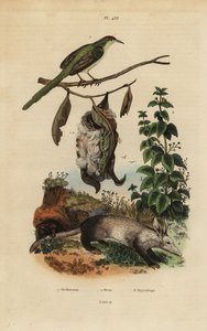 Common Tailorbird, Orthotomus Sutorius with Nest, Stinging Nettle, Urtica Dioica, and Aardvark, Orycteropus Afer