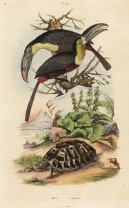 Common tortoise, sulfur-breasted toucan, and white-throated toucan