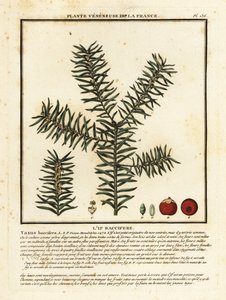 Common yew or English yew, Taxus baccata by Unbekannter Künstler