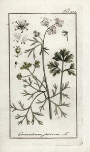 Coriander, Coriandrum sativum by Unbekannter Künstler
