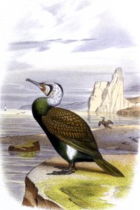 Cormorant by Unbekannter Künstler