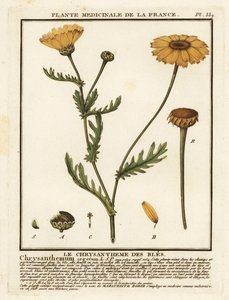 Corn Marigold, Glebionis segetum
