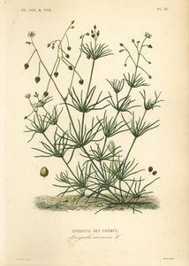Corn spurry by Unbekannt