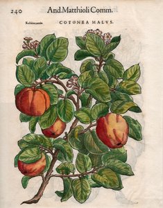 Cotonea Malvs. from Pietro Andrea Mattioli