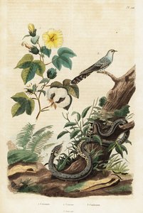 Cotton, cuckoo and grass snake (engraving)