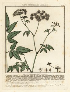 Cowbane, Cicuta virosa