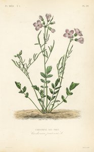 Cuckooflower