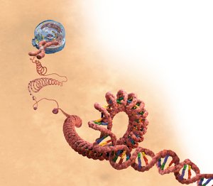 DNA including double helix, chromosome, cell