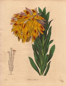 Dahlia Variety, Spherical Liparia (Liparia sphaerica), Illustration by R. Mills