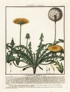 Dandelion by Unbekannter Künstler
