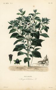 Deadly nightshade