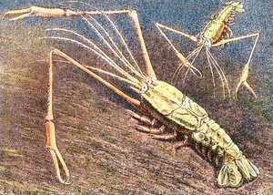Deepwater Prawn by Unbekannter Künstler