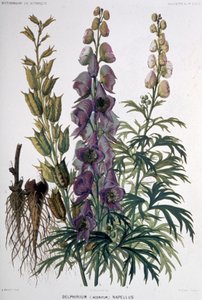Delphinium Napellus, c.1850-1900