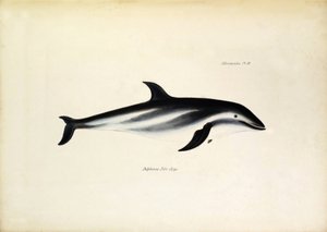 Delphinus Fitz-Royi Black dolphin or Fitzroy after the name of Captain Robert Fitzroy of the Beagle. Plate from 