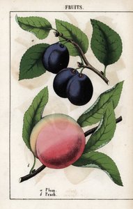 Description of fruits: blue plum and peach