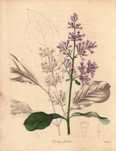 Description of the Hungarian Lilac (Syringa josikaea), native to central and eastern Europe. Illustration in The Botanist, series by Benjamin Maund by Unbekannter Künstler