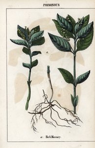 Description of the annual mercuriale, plant flowers, fruits and roots by Unbekannter Künstler