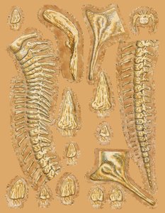 Dinosaur bones on coloured background, close-up by Unbekannt