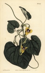 Downy leaved birthwort