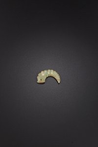 Dragon-silkworm pendant, late Shang-early Western Zhou dynasty by Unbekannt