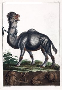 Dromedary