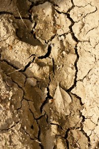 Dry by Unbekannter Künstler