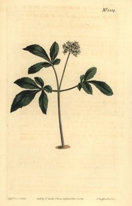 Dwarf Ginseng, Panax Trifolius
