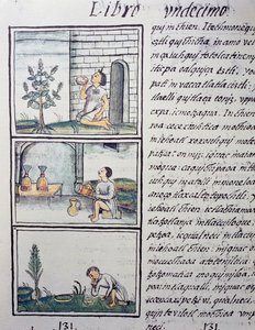 Edible plants, page from Book XI of the Florentine Codex, General History of the Things of New Spain, by Fray Bernardino de Sahagun by William M. Timlin