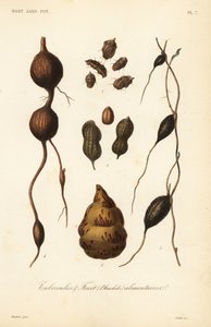 Edible tubers and fruit by Unbekannt