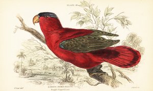 Endangered Purple-naped Lory by Unbekannter Künstler