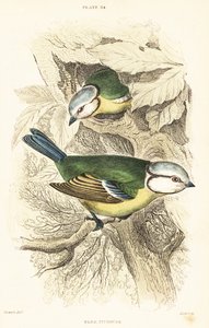 Eurasian Blue Tit