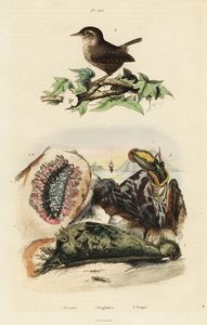 Eurasian Wren, Nile Topsail, and Sea Slug