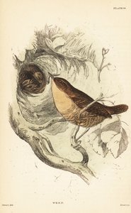 Eurasian Wren, Troglodytes troglodytes (engraving) by Unbekannter Künstler