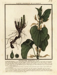 European Birthwort, Aristolochia Clematitis
