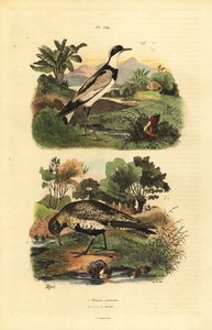 European golden plover, Pluvialis apricaria, and ringed plover, Charadrius hiaticula by Unbekannt