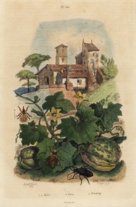 European Oil Beetle, Melon de Honfleur, and Sheep Ked by Unbekannt