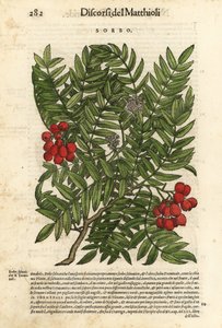 European rowan tree