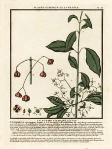 European Spindle, Euonymus europaeus