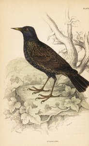 European starling by Unbekannter Künstler