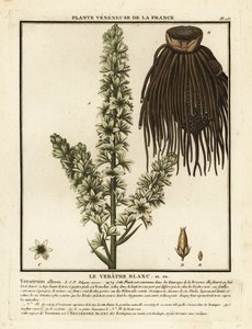 European white hellebore, Veratrum album