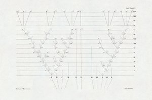 Evolutionism: schema of evolution derived from The origin of the species through natural selection or the struggle for existence in nature by Charles Darwin by Unbekannter Künstler