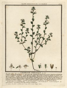 Eyebright, Euphrasia Rostkoviana