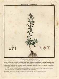 Fairy foxglove, Erinus alpinus by Unbekannter Künstler