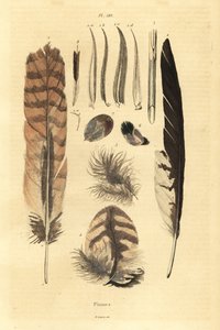 Feathers, plumes, bird anatomy