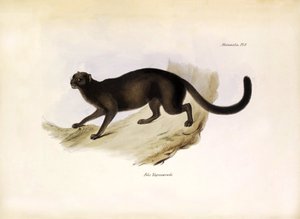 Felis Yagouarondi Jaguarondi or eyra or otter cat, American felin described by Charles Darwin during his expedition aboard the Beagle. Plate from The zoology of the voyage of H.M.S. Beagle described by John Gould, with notice of their habits by Charles Dar by Unbekannter Künstler