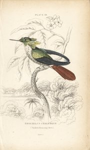 Festive Coquette, Lophornis Chalybeus. Handcoloured Steel Engraving by William Lizars from Sir William Jardine